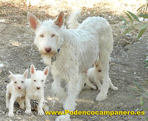 Podenco Andaluz cachorros en venta 